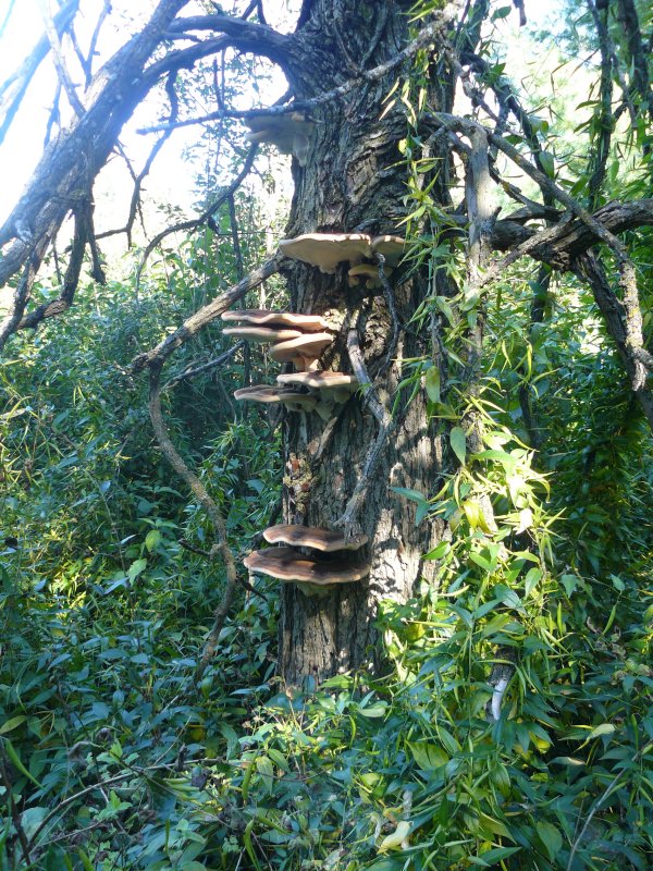 Bracket fungi on elm
