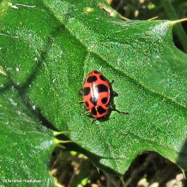 Spotted lady beetle (Coleomagilla maculata)