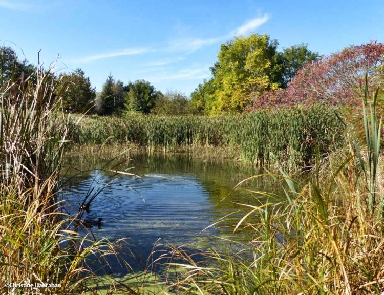 Amphibian pond in October