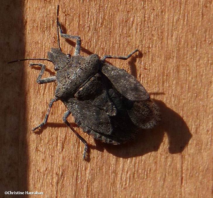 Stinkbug (Brochymena)