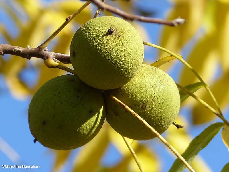 Black walnuts (Juglans nigra)