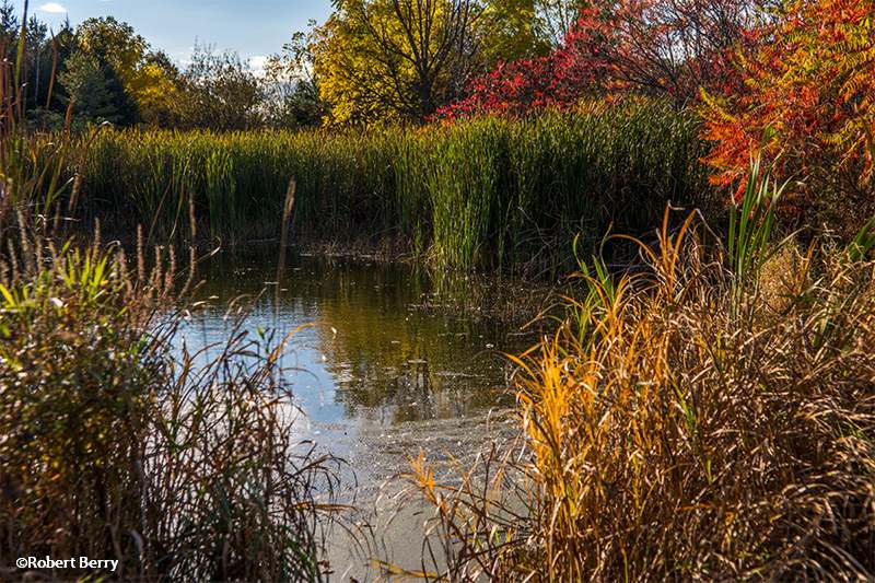 Amphibian Pond