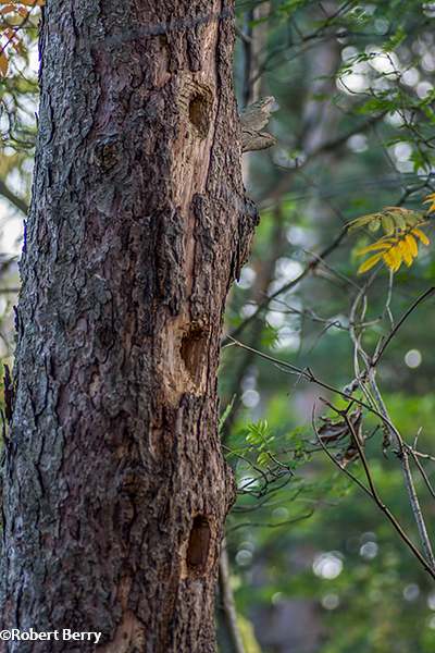 Tree cavities