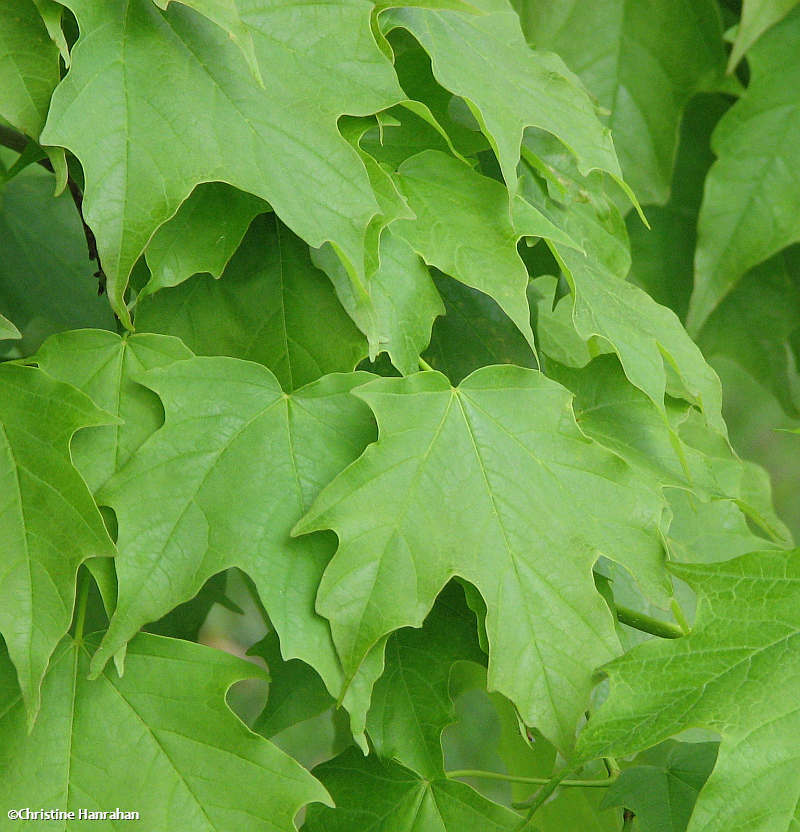 Sugar maple (<em>Acer saccharum</em>)