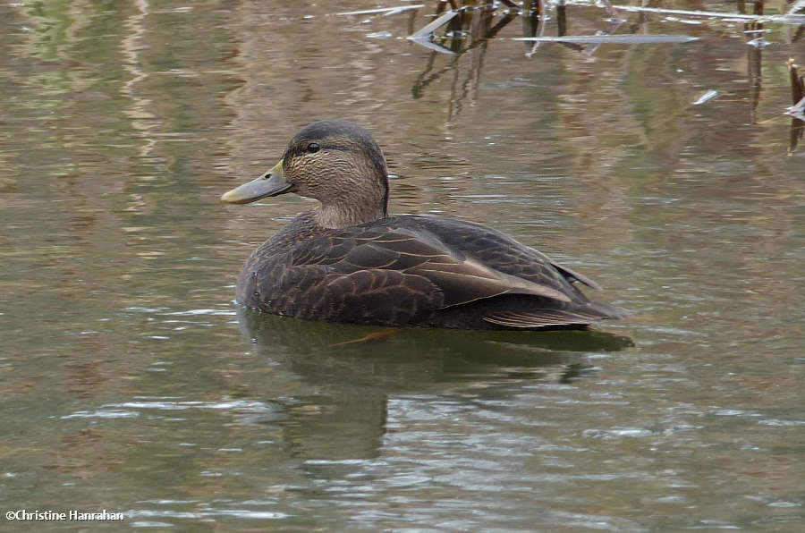 Black duck