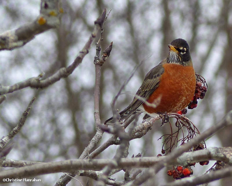 American robin in mountain ash (Sorbus)