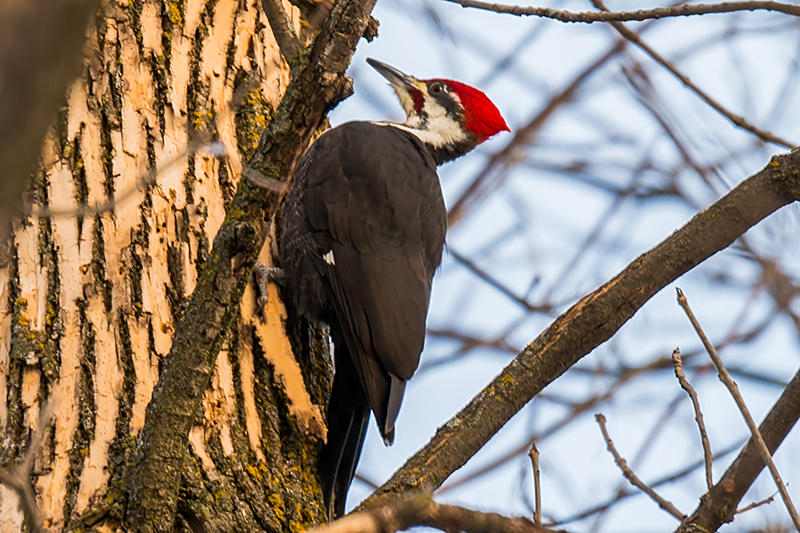 Pileated woodpecker, male