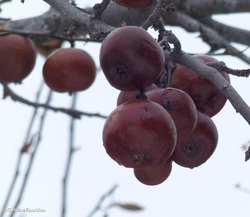 Apples (Malus)