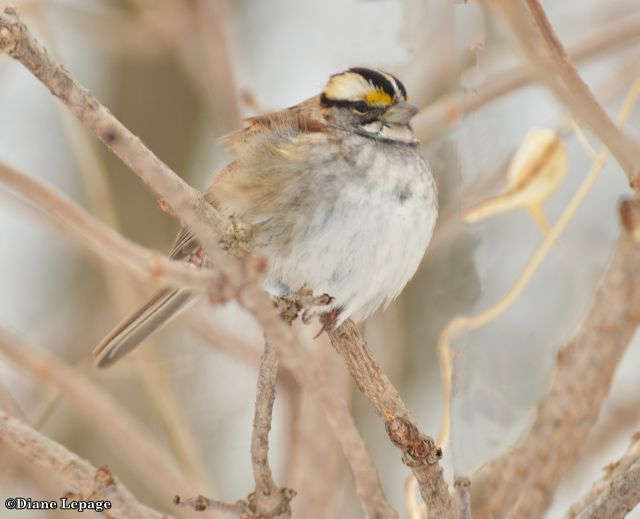 White -thoated sparrow 