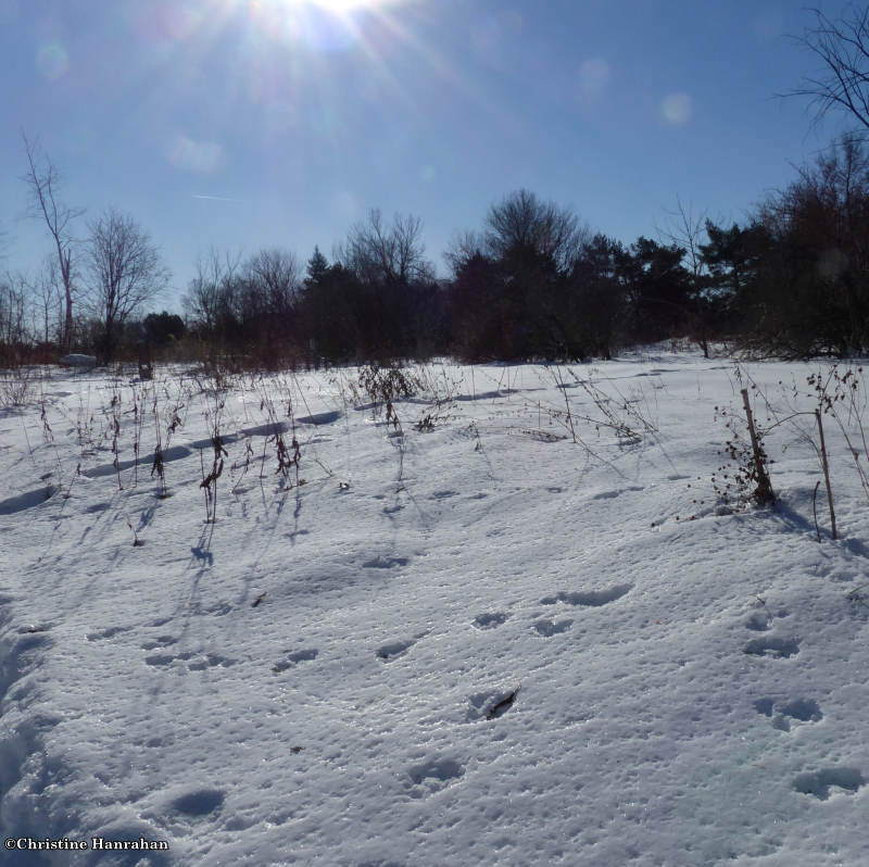 Butterfly meadow in winter