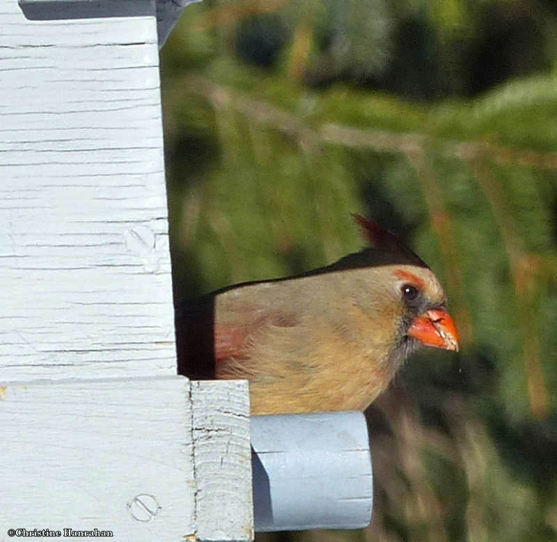 Northern cardinal at feeder