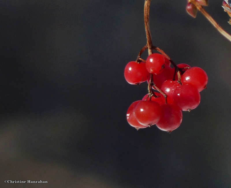 Viburnum trilobum