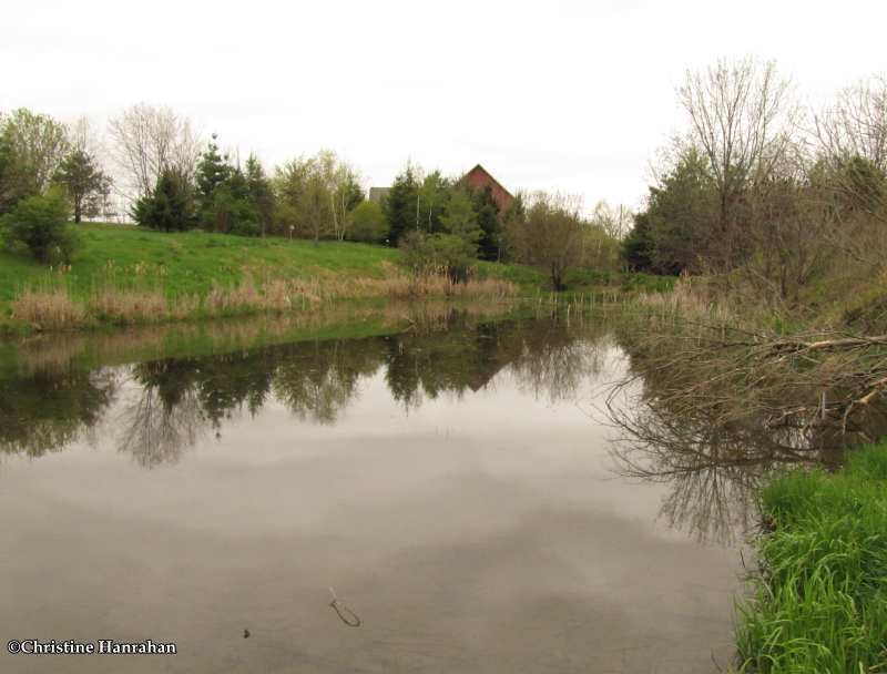 Pond in spring - 2012