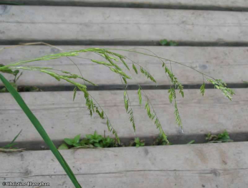 Rice-cut grass (<em>Leersia oryzoides</em>)