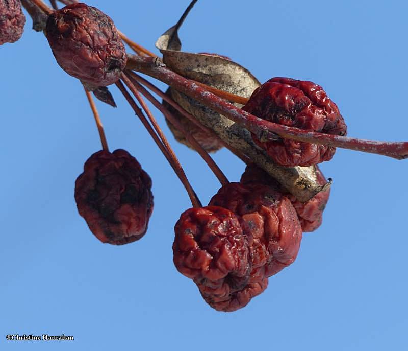 Dried crabapples
