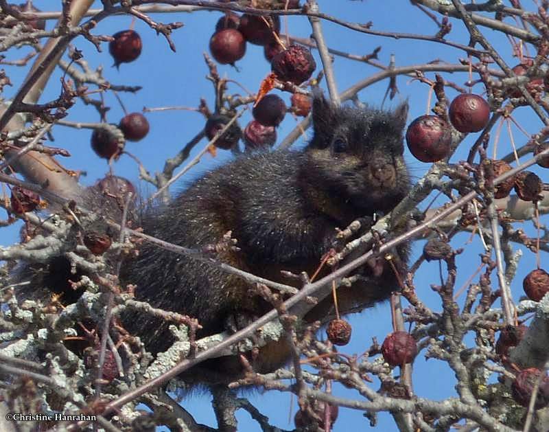 Grey squirrel (black phase) in crabapple