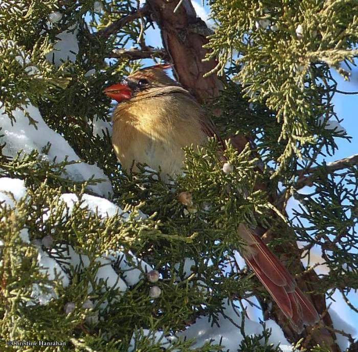 Cardinal in juniper tree