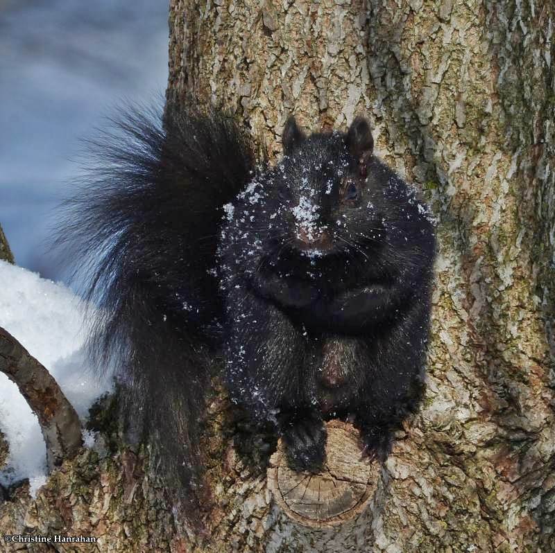 Grey squirrel, black phase