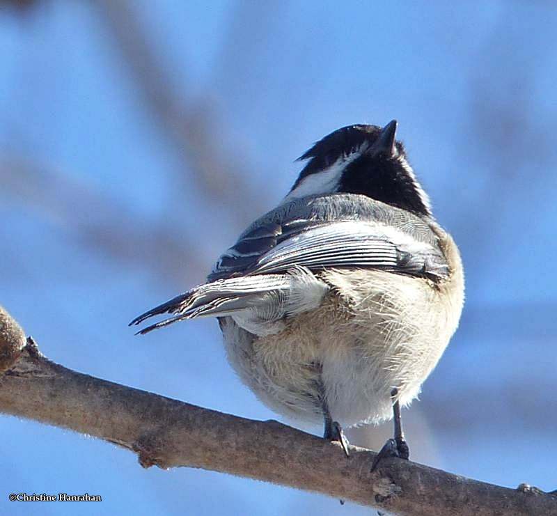 Black-capped chickadee
