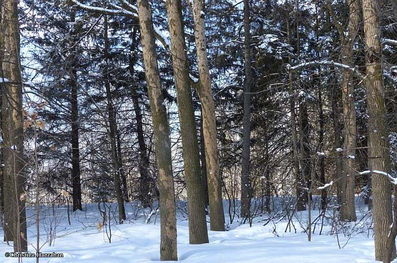 Hairy woodpecker work in Ash Woods