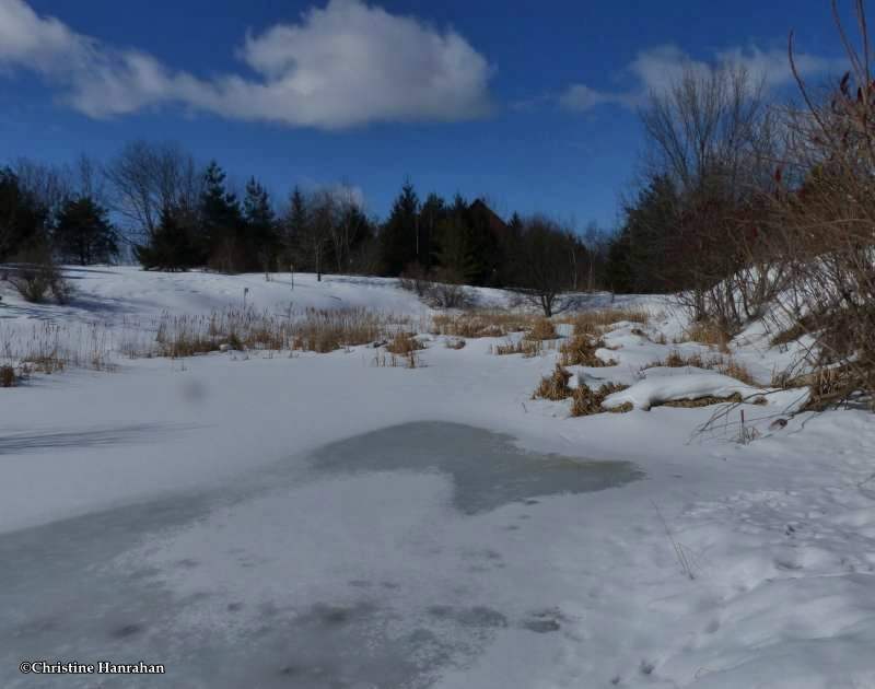 Amphibian Pond