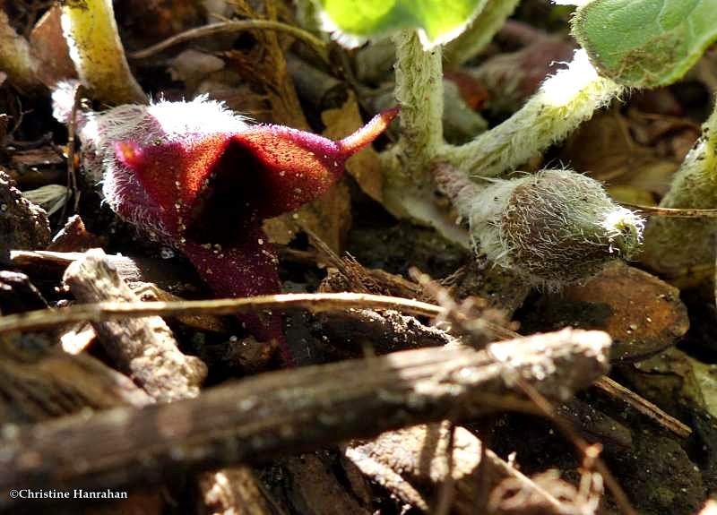 Wild ginger flowers (Asarum canadense)