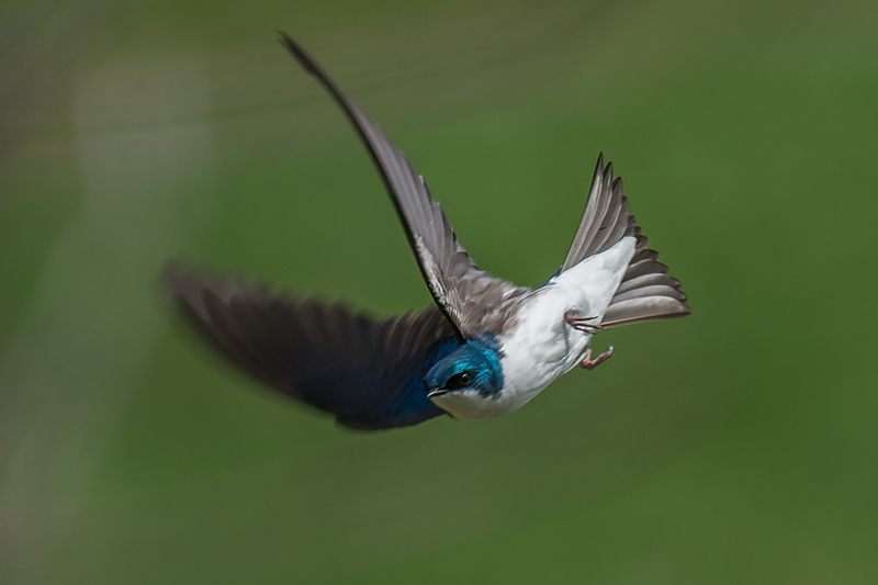 Tree Swallow