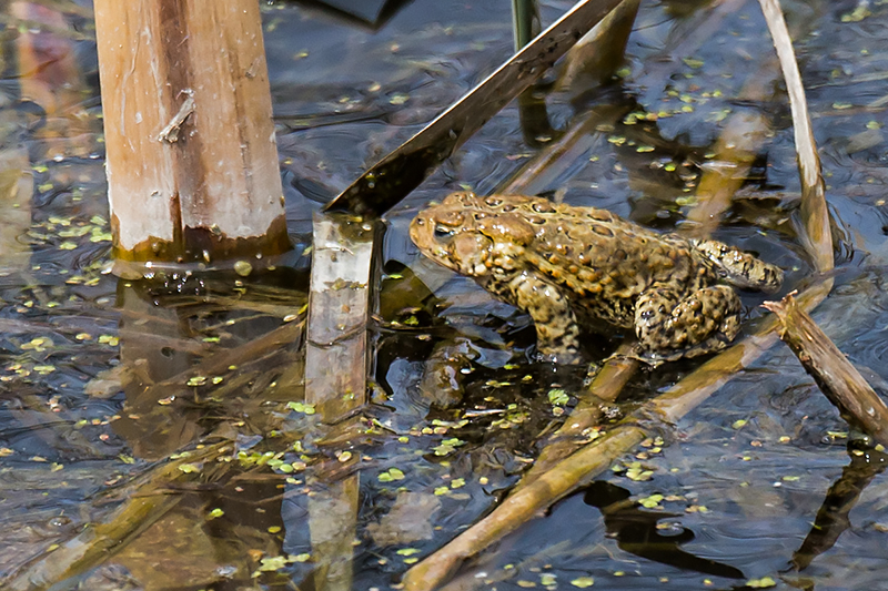 American Toad