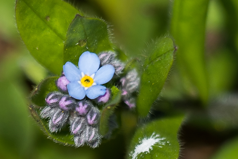 Forget-me-not