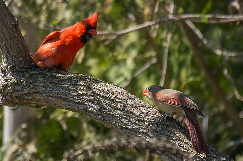 Pair of cardinals