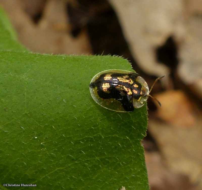 Mottled tortoise beetle (Deloyala guttata)