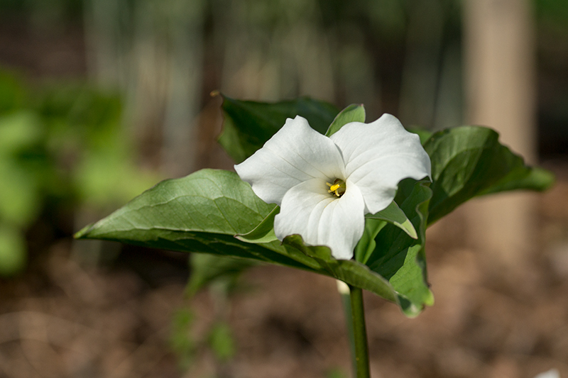 White Trillium (Trillium grandiflorum)