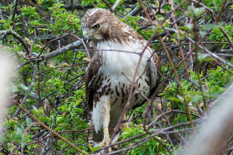 Red-tailed Hawk