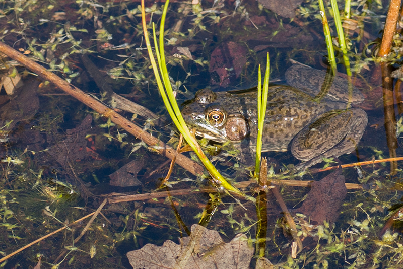 Northern green frog  (Rana clamitans)
