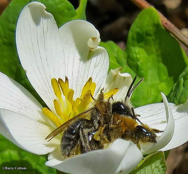 Bees on bloodroot