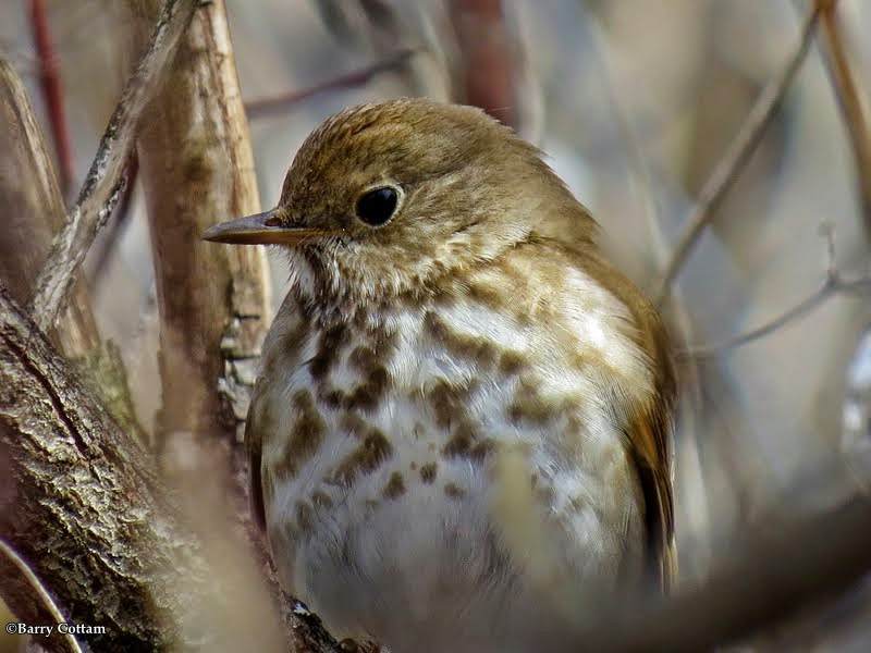 Hermit thrush