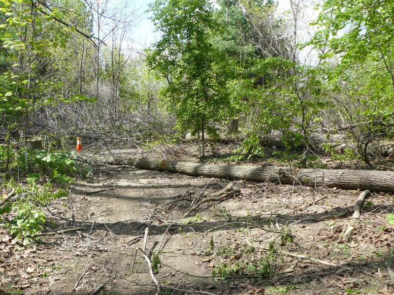 Downed ash trees