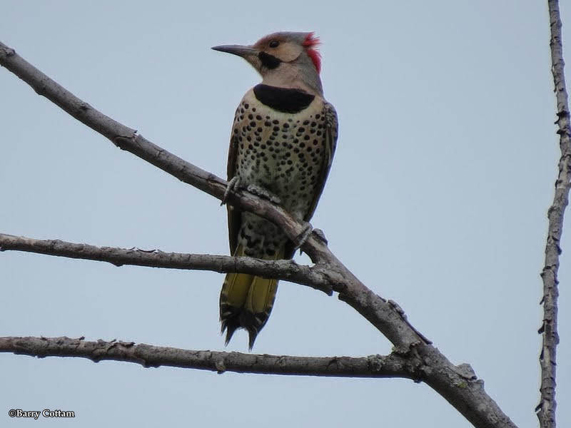 Northern flicker, male 