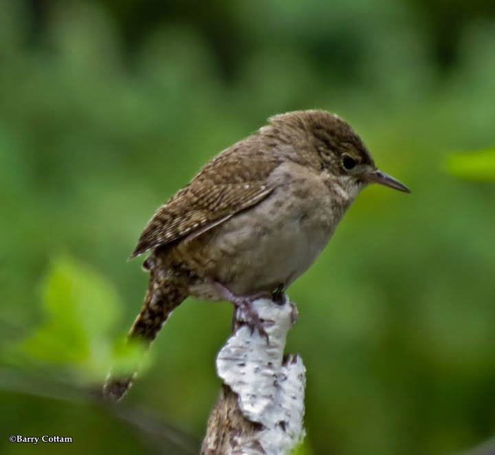 House wren