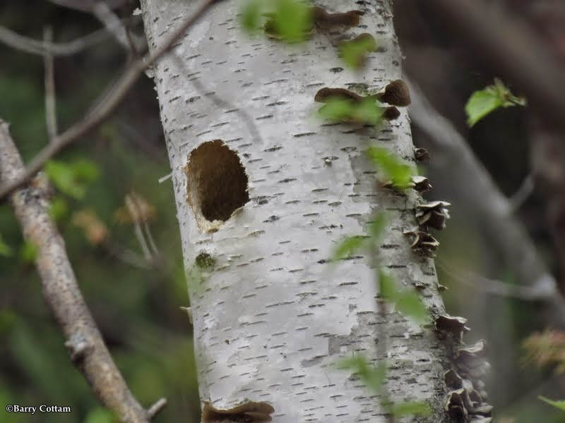 House wren nest cavity... maybe!