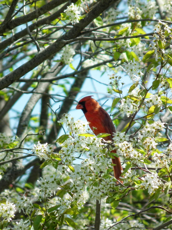 Northern cardinal, male