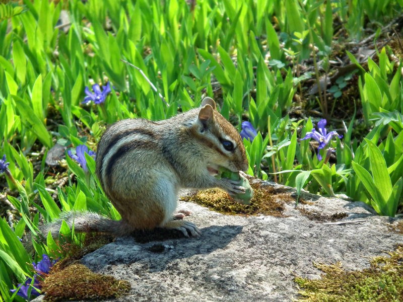 Chipmunk