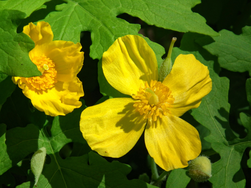 Wood poppy  ((Stylophorum diphyllum)