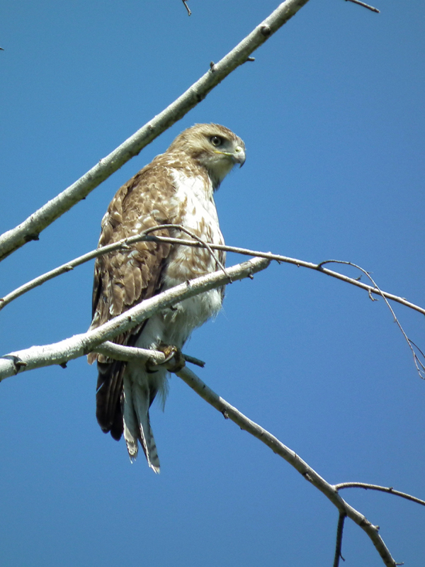 Red-tailed hawk