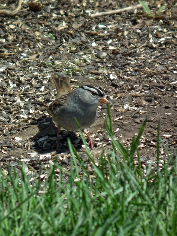 White-crowned sparrow