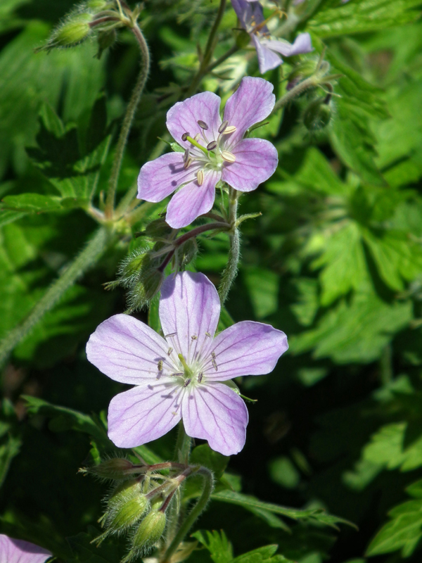 Cranesbill geranium (Geranium)