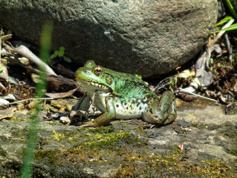 Northern green frog (Rana clamitans)