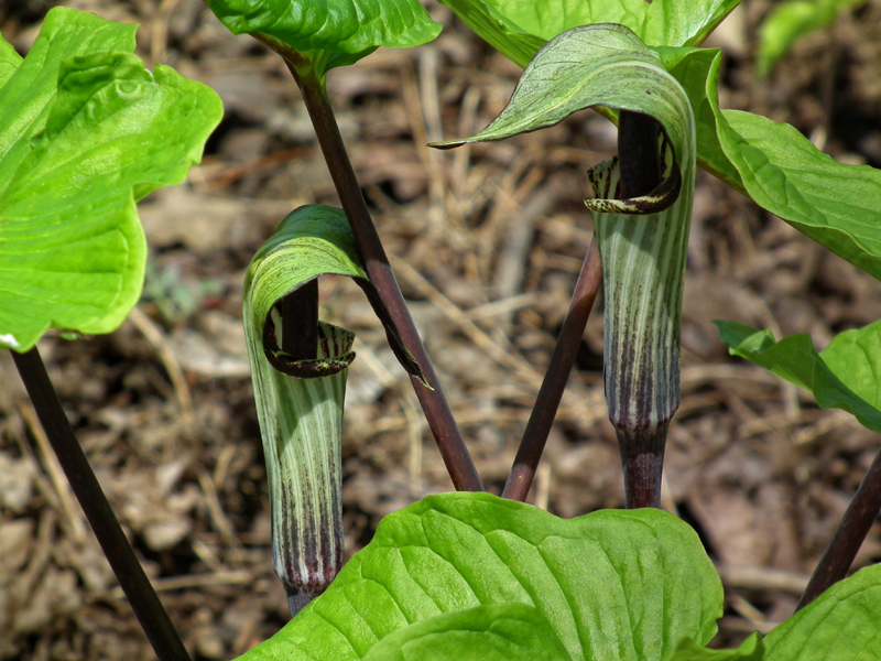 Jack-in-the-pulpit  (Arisaema triphyllum)