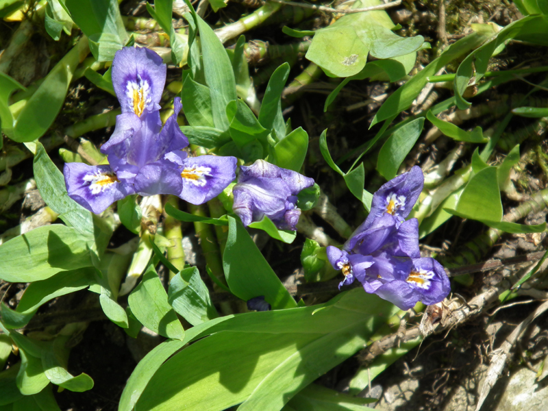 Dwarf lake iris (Iris lacustris)