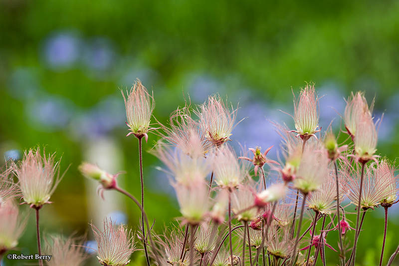 Prairie smoke (<em>Geum triflorum</em>)